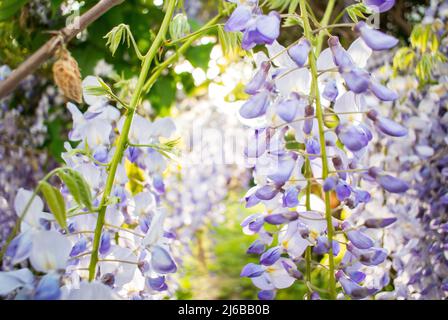 View of Wisteria plant flowers in early spring - beautiful flowering plants in the legume family Stock Photo