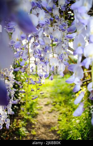 Macro view close-up of Wisteria plant flowers in early spring seen in garden with welcoming path to the garden of a house - beautiful flowering plants in the legume family Stock Photo