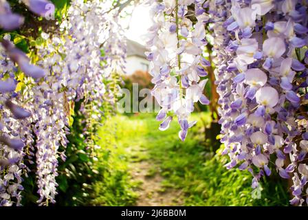 Macro view close-up of Wisteria plant flowers in early spring seen in garden with welcoming path to the garden of a house - beautiful flowering plants in the legume family Stock Photo