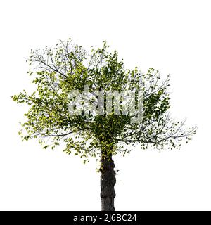 Small american elm tree with green leaves isolated on white background Stock Photo