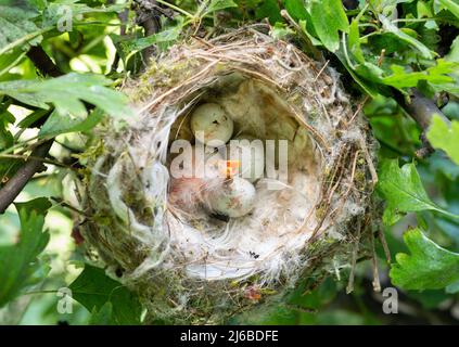 European Goldfinch, Carduelis carduelis, nest with four eggs and one altricial nestling, springtime, London, United Kingdom Stock Photo