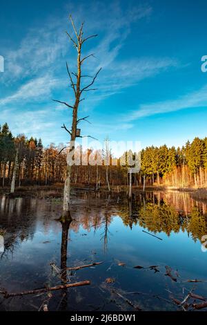 Scandinavian Forest in Denmark with a tall dead pine tree in the middle of a small lake and many branches floating in the lake. Stock Photo