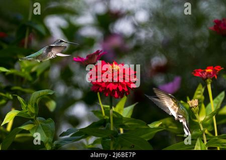 Two ruby-throated hummingbirds coming to feed on beautiful, bright zinnias in the zinnia garden. Stock Photo