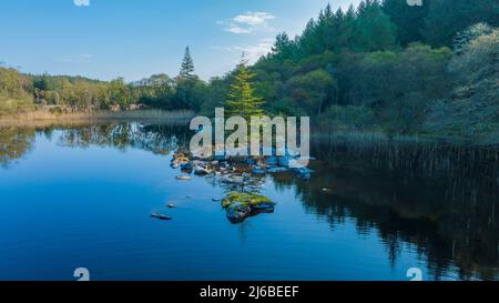 early morning, lake, water like a mirror, in the middle of a small island with stones, a Christmas tree grows on the island, a light blue sky. Stock Photo