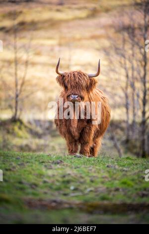 Highland cow in the Scottish Highlands, Scotland, UK Stock Photo