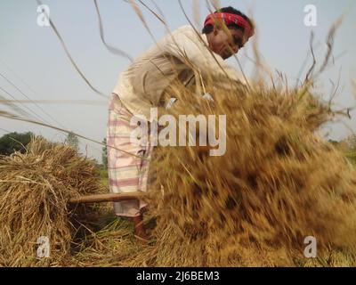 April 30, 2022, Dhaka, Bangladesh: Labor arranges paddy in a field after harvest at Mobarukh Pur village of Dhamoir Hat in the outskirts of Naogaon district. (Credit Image: © MD Mehedi Hasan/ZUMA Press Wire) Stock Photo
