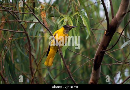 Black Hooded Oriole (Oriolus Xanthornus) Stock Photo