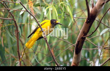 Black Hooded Oriole (Oriolus Xanthornus) Stock Photo