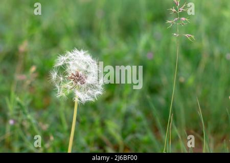 Single dandelion in a field of grass. Dandelion in the meadow. Stock Photo