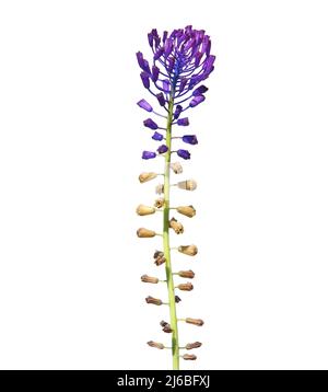 Purple flower of Tassel grape hyacinth isolated on white. Leopoldia comosa Stock Photo