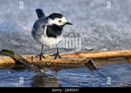 White wagtail standing on the frozen lake Stock Photo