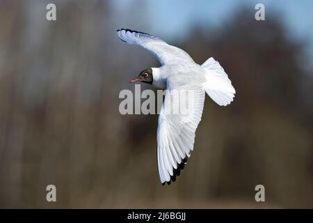 Black-headed gull in full swing Stock Photo