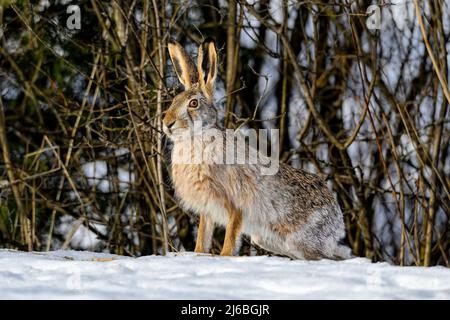 Hare in winter color on the snow Stock Photo