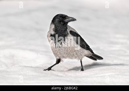 Hooded crow on snow in springtime Stock Photo