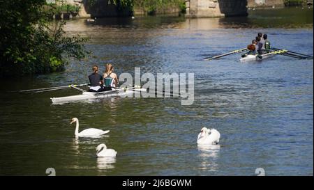 Rowers travel along the River Thames near Maidenhead, Berkshire. Picture date: Saturday April 30, 2022. Stock Photo