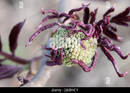 Red elderberry (Sambucus racemosa) Stock Photo