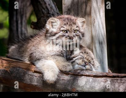 Two adorable young Pallas kittens cuddling and napping in the sunshine. They have yellow eyes, soft grey fur, and rounded ears. Stock Photo