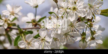 Blooming cherries in early spring, white flowers and young foliage on gray branches Stock Photo