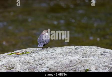White-throated or European Dipper (Cinclus cinclus) Resting on a Large Boulder in a Fast Flowing Stream Stock Photo