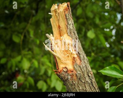 A close up shot of a Camphor tree stem cut horizontally exposing the inner wood. Cinnamomum camphora Stock Photo