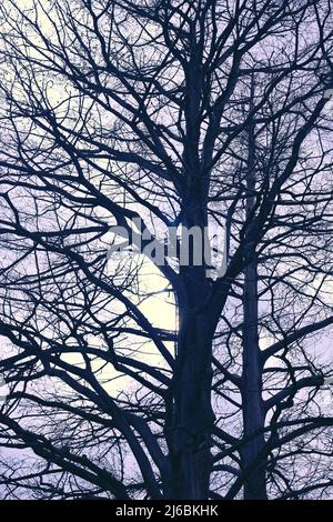 A very tall tree with lots of branches and no leaves standing against the purple evening sky. Stock Photo