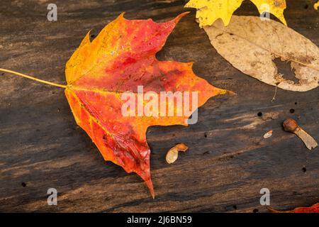 Colorful fall maple leaves on a log. on the forest floor in a state park.  A couple of tiny maple seeds are also sitting on he log. Stock Photo
