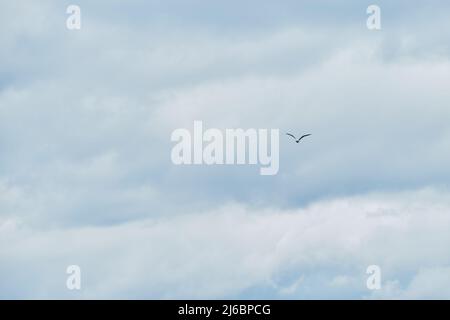 Lonely white seagull is flying across sky. Cloudy weather and bird soars in clouds. Minimalism and lot of empty space for your text or advertising on Stock Photo