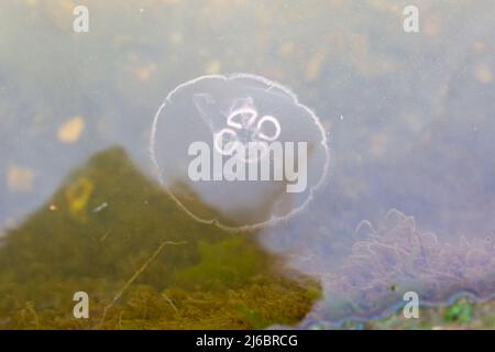 Poole, Dorset UK. 30th April 2022. Moon Jellyfish, Aurelia Aurita, seen in Poole Park Lake, Poole, Dorset on a sunny day. Credit: Carolyn Jenkins/Alamy Live News
