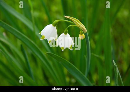 Cropped view of snowdrop field with selective focus on tree trunk. Stock Photo