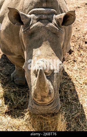 White Rhinoceros (Ceratotherium simum) endangered species Stock Photo