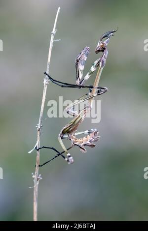 Empusa fasciata, Conehead East Mantis. Levsos Stock Photo