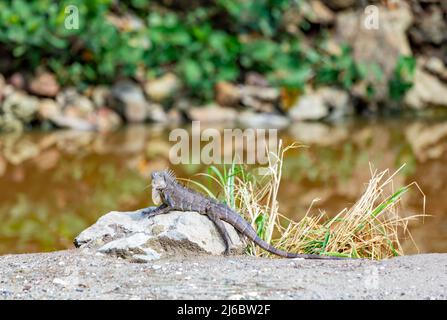 Sunbathing iguana in St Martin Stock Photo
