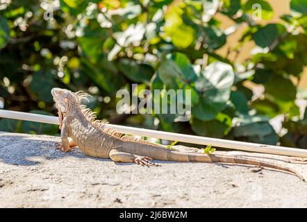 Sunbathing iguana in St Martin Stock Photo