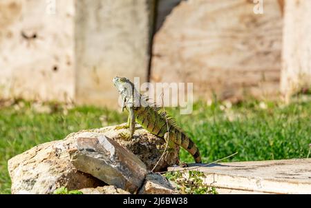 Sunbathing iguana in St Martin Stock Photo