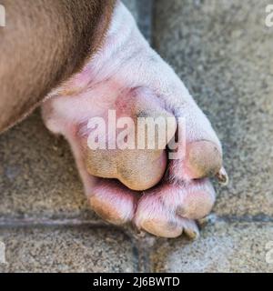 Dog paw. Cute American Bully puppy dog lying outside Stock Photo