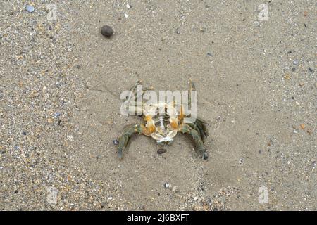 A Sea crab shell on a sandy beach seen from above with copy space room for text. Marine theme.  Natural background. Top view. Mytilus edulis Stock Photo