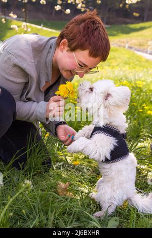 Young woman playing with her maltipoo dog ( a maltese-poodle breed) under a bloomig tree in springtime Stock Photo