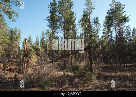 Broken old pine tree in a pine forest Stock Photo