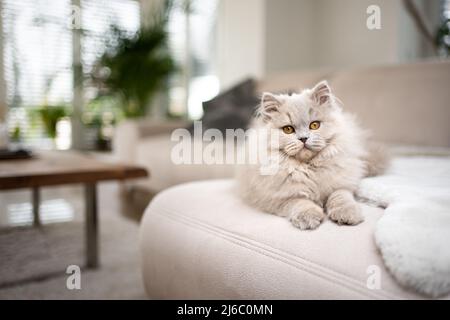 fluffy longhair cat resting on sofa lying on front looking at camera Stock Photo