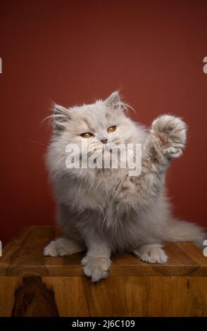 playful fluffy longhair kitty portrait raising paw with copy space Stock Photo