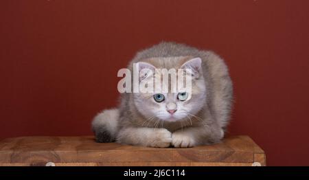 curious british shorthair kitten lying on wooden ground looking down Stock Photo