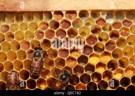Close up view of the working bees on honey cells, apis cerana indica. India Stock Photo
