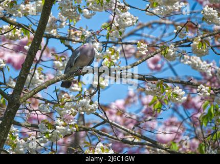 Wood Pigeon Stock Photo