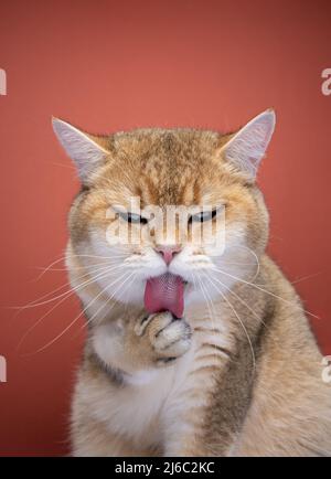 fluffy british shorthair cat grooming licking paw Stock Photo