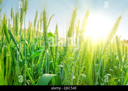 Field of green wheat. Growing ears close up, sun flare Stock Photo