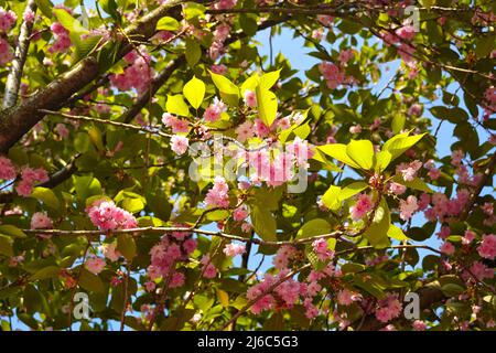 Blooming pink cherry blossom tree in the backlight. Stock Photo