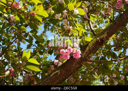 Close-up of a blooming cherry blossom tree. Stock Photo