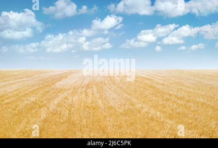 Ripe oat field under blue sky with clouds, minimalistic landscape panorama Stock Photo