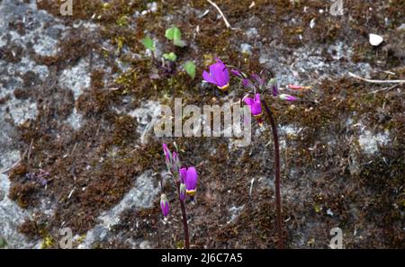 Dodecatheon pulchellum 'Red Wings' Stock Photo