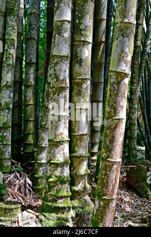 Giant bamboo or dragon bamboo (Dendrocalamus giganteus), Rio de Janeiro, Brazil Stock Photo